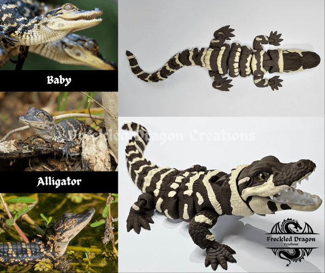 Baby Alligators